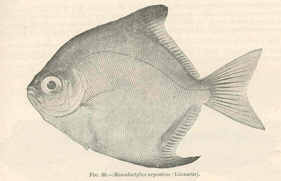 Image of Monodactylus