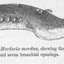 Image of Australian lamprey
