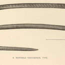 Image of Hawaiian spaghetti eel