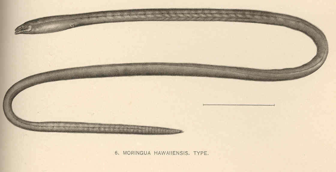 Image of spaghetti eels
