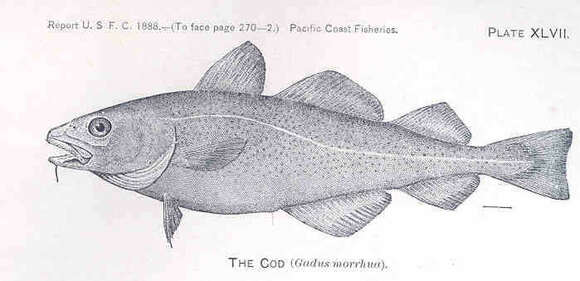 Image of cod