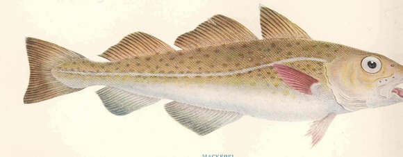 Image of cod