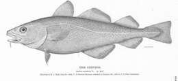 Image of cod