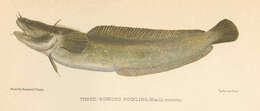 Image of Gaidropsarus