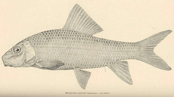 Image of Moxostoma