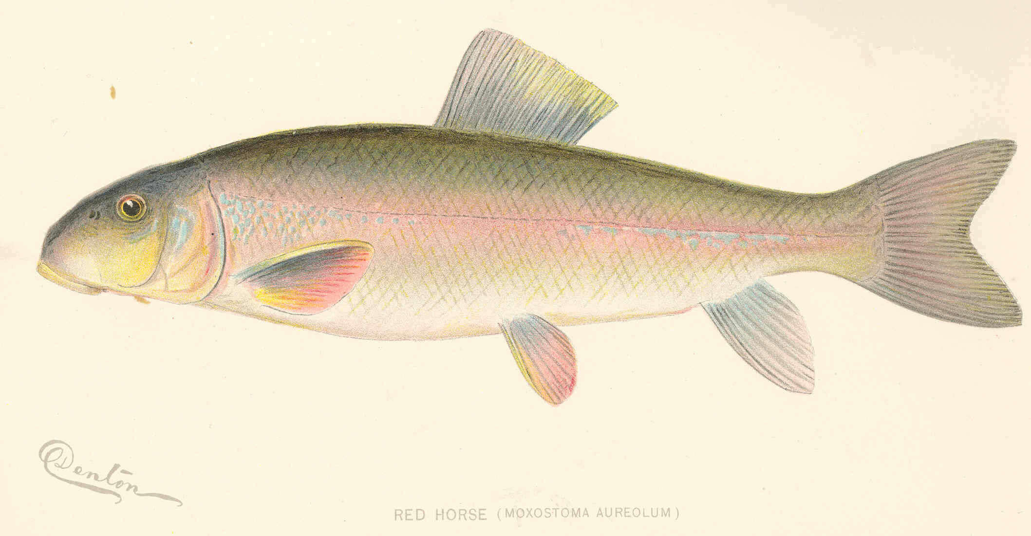 Image of Moxostoma