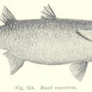 Image of Brown-back mullet