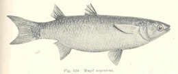 Image of Gracilimugil