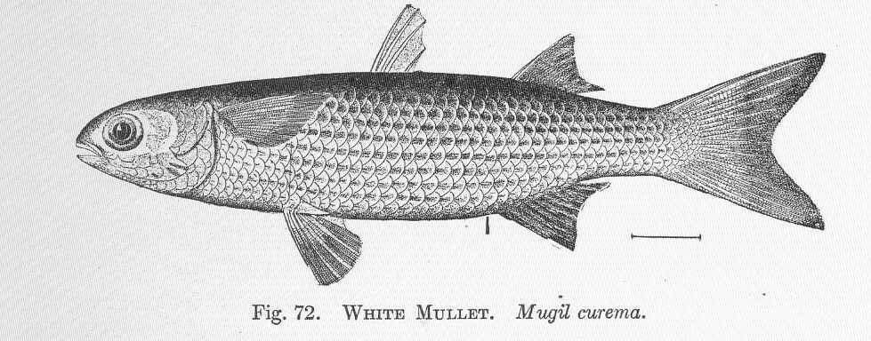 Image of Mugil