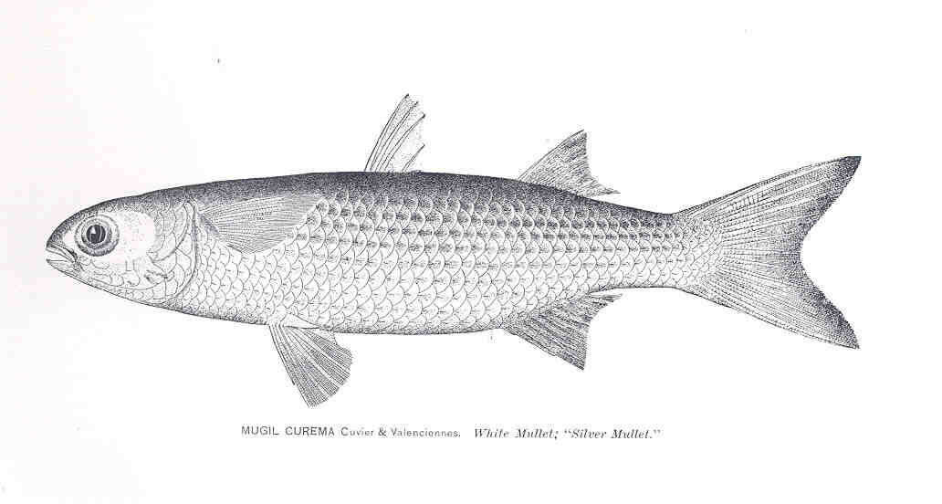 Image of Mugiliformes