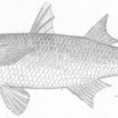 Image of Hospe Mullet