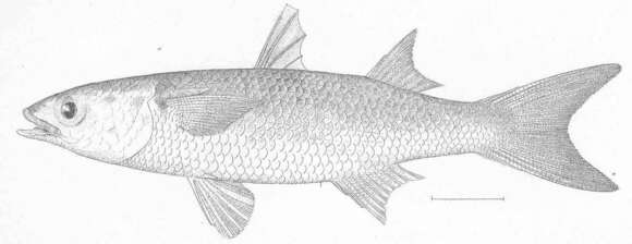 Image of Hospe Mullet