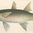 Image of Large-scale mullet
