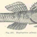 Image de Pseudogobius olorum (Sauvage 1880)