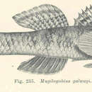 Pseudogobius olorum (Sauvage 1880)的圖片