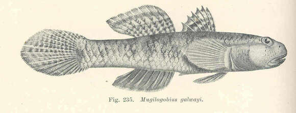 Image of River Gobies