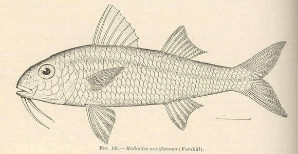 Image of Mulloidichthys