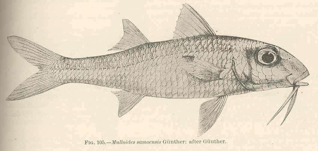 Image of Mulloidichthys