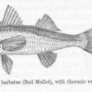 Image of Blunt-snouted Mullet