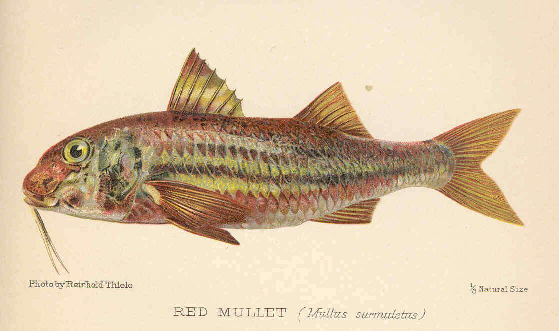Image of Red mullets