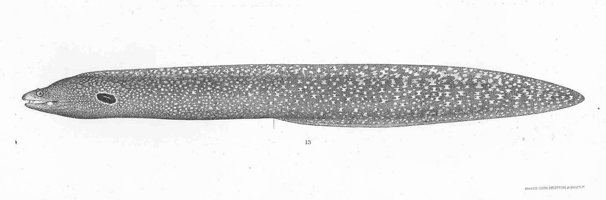 Image of Ophidium eel
