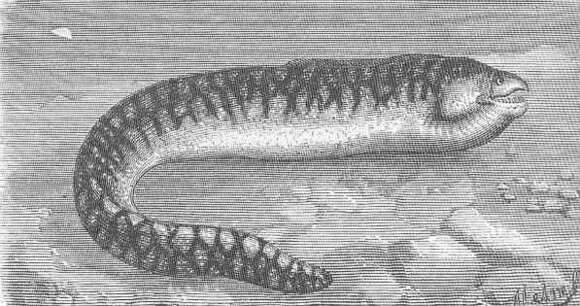 Image of Ophidium eel