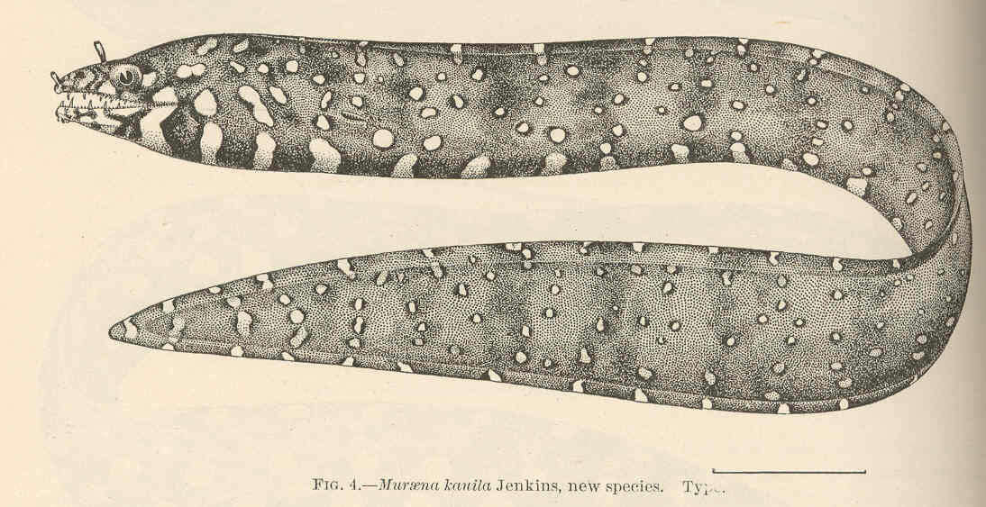 Image of Ophidium eel