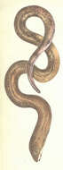 Gymnothorax kidako (Temminck & Schlegel 1846) resmi