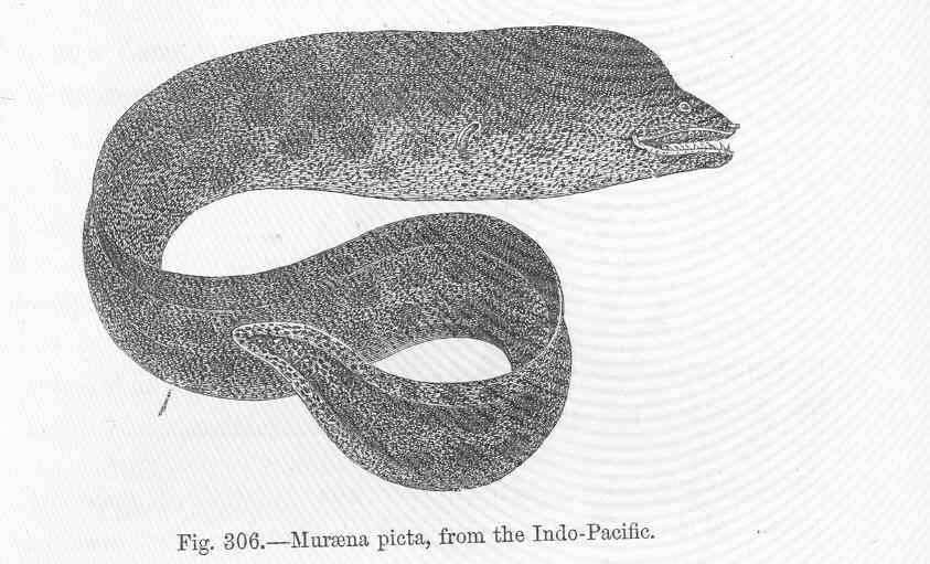 Image of Bar-cheeked eel