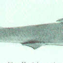 Слика од Mustelus antarcticus Günther 1870