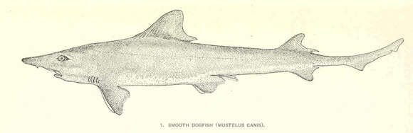 Image of Mustelus