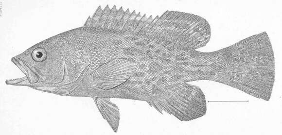 Image of Mycteroperca