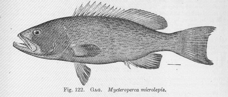 Image of Mycteroperca