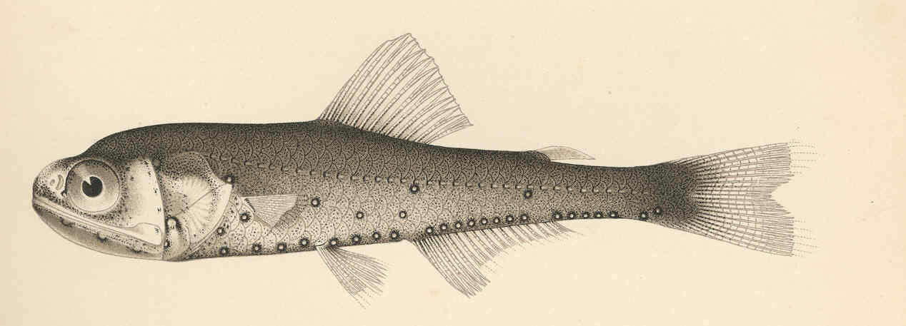 Image of Symbolophorus