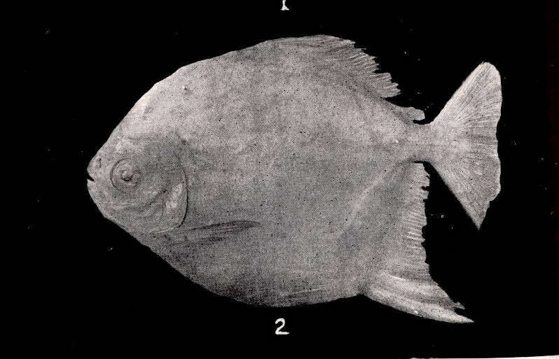 Image of Myloplus