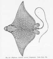 Image of stingrays and relatives