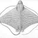 Image of Barred eagle ray