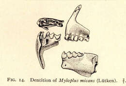 Слика од Serrasalmidae