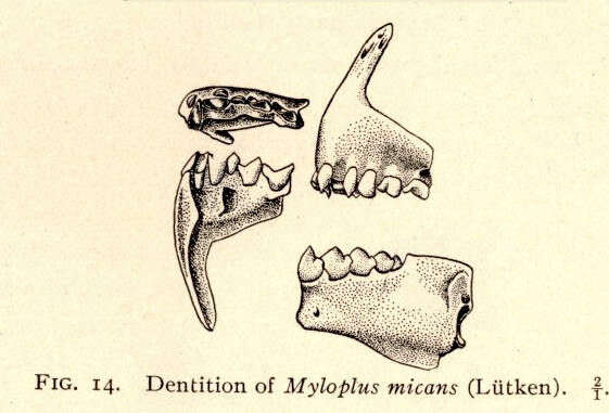 Image of Serrasalmidae