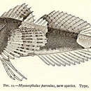 Image of Myoxcephalus