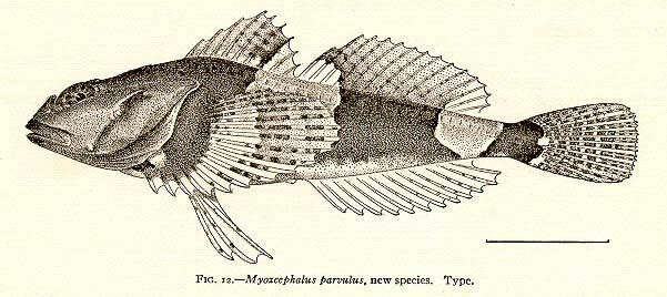 Image of Myoxcephalus