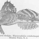 Myoxocephalus octodecemspinosus (Mitchill 1814) resmi