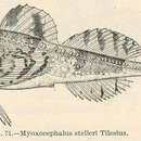 Image of Frog sculpin