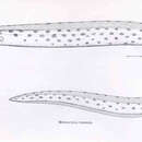 Image of Spotted snake-eel