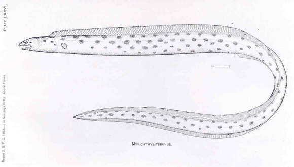 Image of Snake-eels