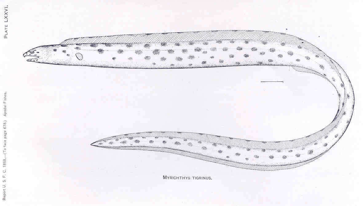 Image of Snake-eels