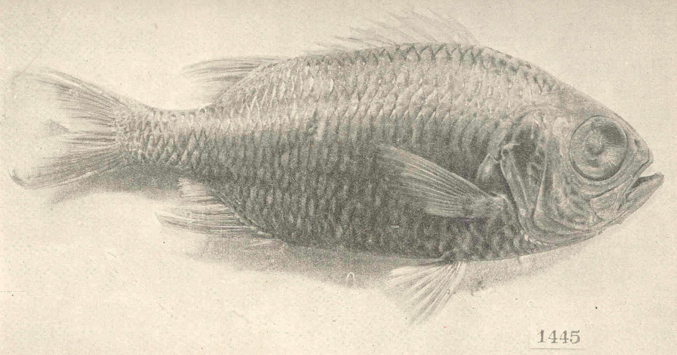 Слика од Myripristis pralinia Cuvier 1829