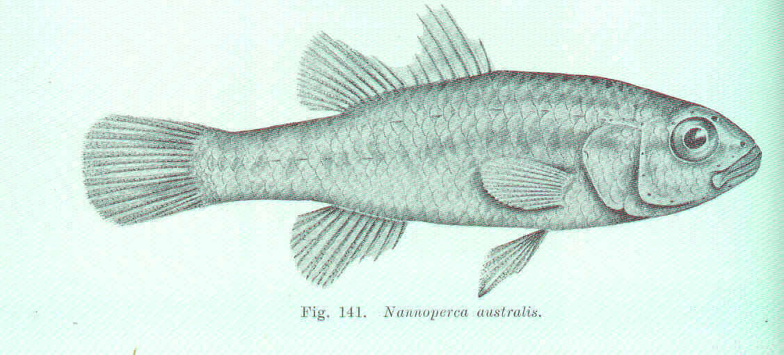 Image of Nannoperca