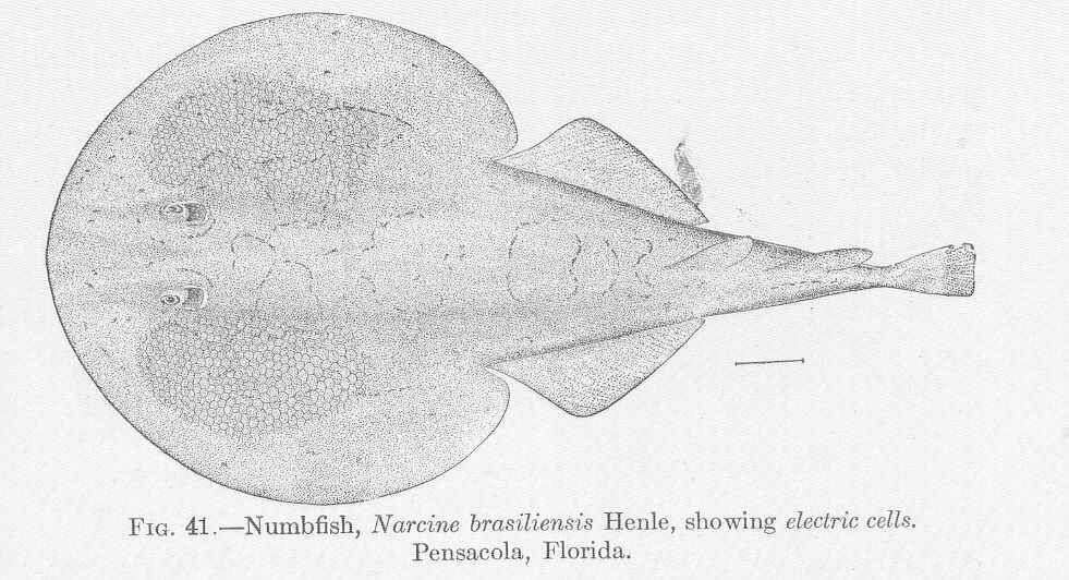 Image of numbfishes
