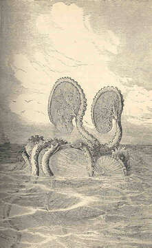 Image of Nautiloid